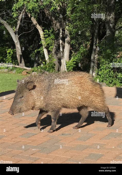 Javelina Hi Res Stock Photography And Images Alamy