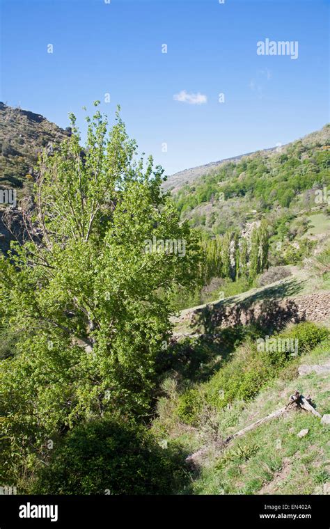 Landscape Of The River Rio Poqueira Gorge Valley High Alpujarras