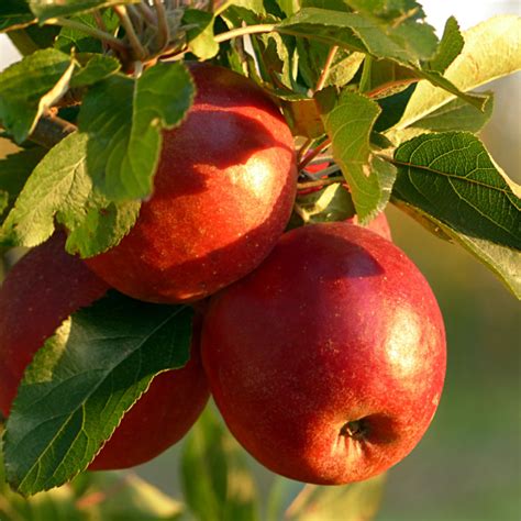 Michigan Apple Crop Looks Excellent”