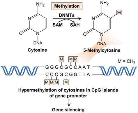 Oncogenic Roles And Inhibitors Of DNMT1 DNMT3A And DNMT3B In Acute