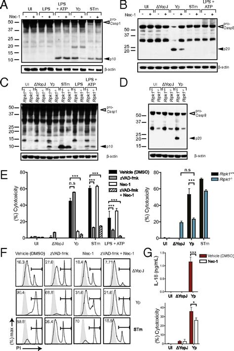 Caspase 8 Mediates Caspase 1 Processing And Innate Immune Defense In