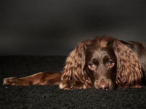 Hunde Fotoshooting Fotostudio Hosenfeldt Ihr Fotograf In Wuppertal