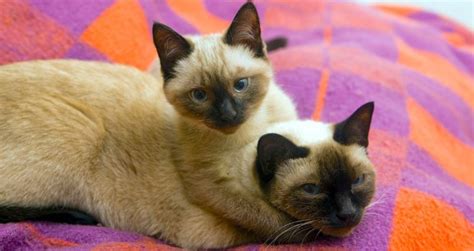 5 Things to Know About Siamese Cats