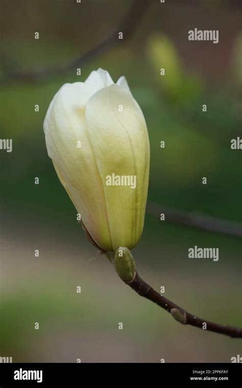 Yellow Magnolia A Flower Head In Yellowmagnoliopsida Stock Photo Alamy