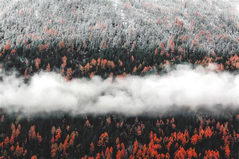 Orange Tress Autumn Forest Landscape Mist Scenic Nature Wallpaper,HD ...