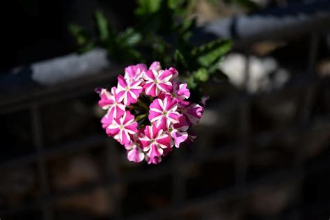 Tipos De Petunias Aprende A Diferenciarlas Y Conocerlas