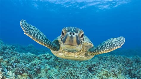 Wallpaper Underwater Coral Reef Reptile Marine Biology Sea Turtle