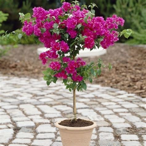 Bougainvillea Bonsai Wild Roots