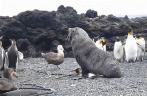 Descubren A Focas Que Tienen Sexo Con Pingüinos