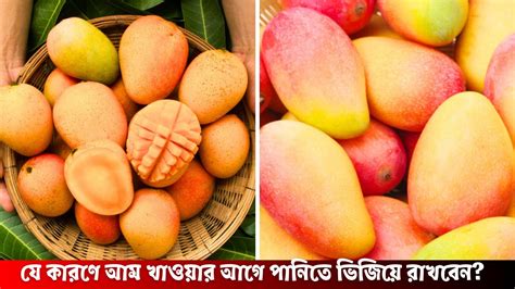 আম খাওয়ার আগে যে কারণে পানিতে ভিজিয়ে রাখবেন Ripe Mango Youtube