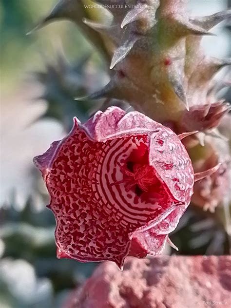 Huernia Whitesloaneana Blog De Cactus Y Suculentas 2024