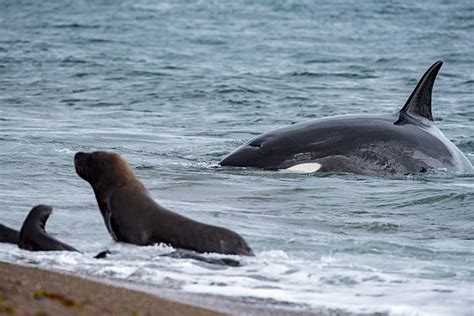 Leopard Seal Vs Killer Whale