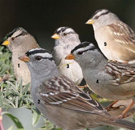 White Crowned Sparrow In Monterey County