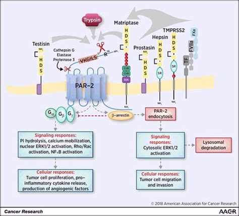 Membrane Anchored Serine Proteases And Protease Activated Receptor 2