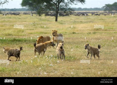 Hyenas fighting hi-res stock photography and images - Alamy