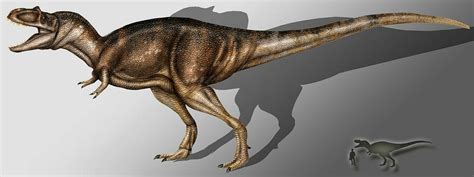 albertosaurus premax tooth alberta disposition