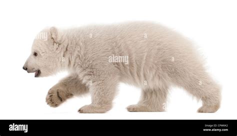 Polar Bear Cub Ursus Maritimus Months Old Walking Against White