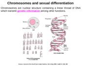 Lecture 1 Sex Differentiation Jan 8 2015 Chromosomes And Sexual