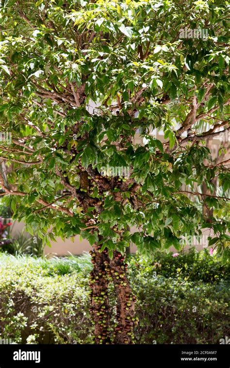 Fruit Exotic Jabuticaba In The Tree Jaboticaba Is The Native