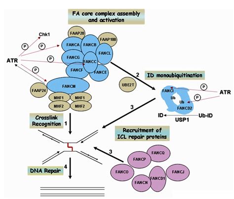 The Fanconi Anemia Pathway Of DNA Repair And Human Cancer IntechOpen