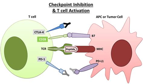 What Ca 125 Levels Ovarian Cancer