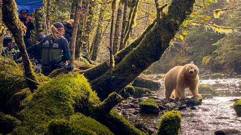 A Bear So Rare: The Spirit Bear of the Great Bear Rainforest | Great ...