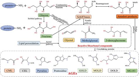 Main Pathways For The Formation Of Advanced Glycation End Products