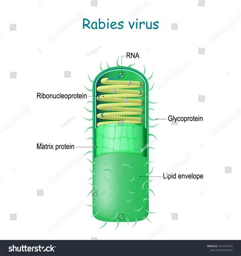 Rabies Virus External Structures Of The Rabies • Wall , 58% OFF