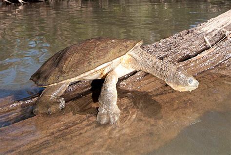 Fitzroy River Turtle - Fitzroy Basin Association