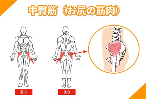 中臀筋を鍛える！効果的な筋トレとストレッチ法を徹底解説 大阪市阿倍野区のパーソナルトレーニング｜ 30年以上の経験豊富なテレビ出演