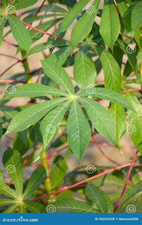 木薯叶子 库存图片 图片 包括有 叶子 自然 肢体 问题的 木薯 关闭 珍珠粉 本质 有机 95053439