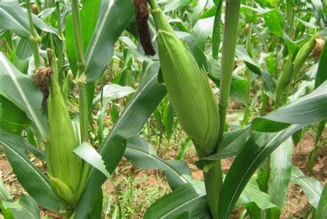 Maize Cultivation Information Guide | Asia Farming