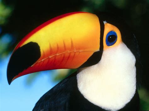 Toucan Bird wallpaper | 1600x1200 | #59198