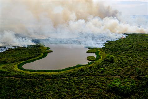 Áreas do Pantanal onde há mais gado têm mais focos de incêndio diz