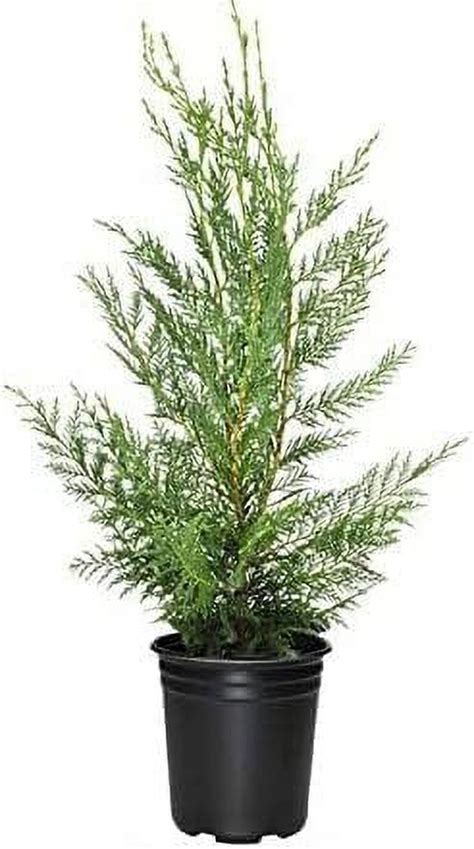 Murray Cypress 1 Large Gallon Size Container Cupressus X Leylandii Tree