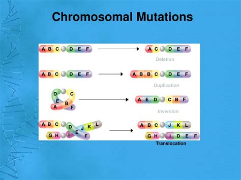 Ppt Dna Mutations Powerpoint Presentation Free Download Id5586116