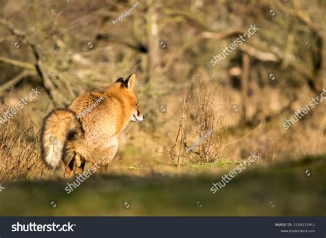 91 Fox Poop Images, Stock Photos & Vectors | Shutterstock