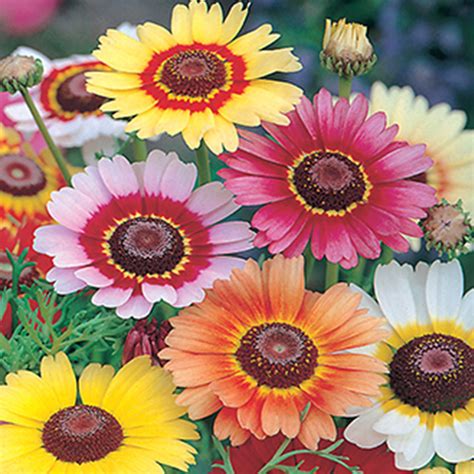 Chrysanthemum Rainbow Mixed Plants Galore