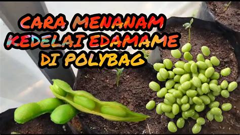 Cara Menanam Kedelai Edamame Di Polybag Kedelai Jepang Youtube