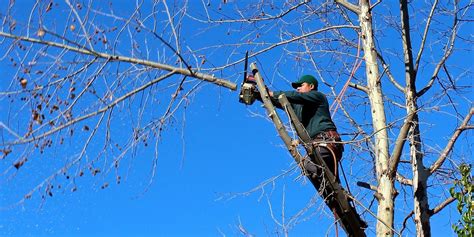 The Best Seasons for Tree Pruning & Trimming