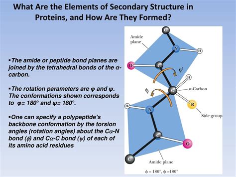 Ppt Secondary Protein Structure Powerpoint Presentation Free