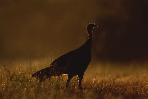 The Wild Turkey Nesting Ritual - The National Wild Turkey Federation