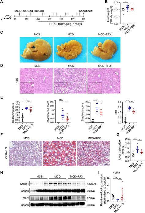 Frontiers Rifaximin Ameliorates Non Alcoholic Steatohepatitis In Mice