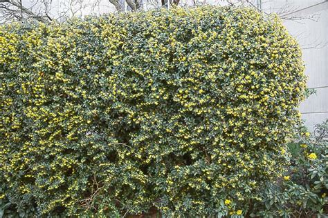 Berberis julianae | Landscape Plants | Oregon State University