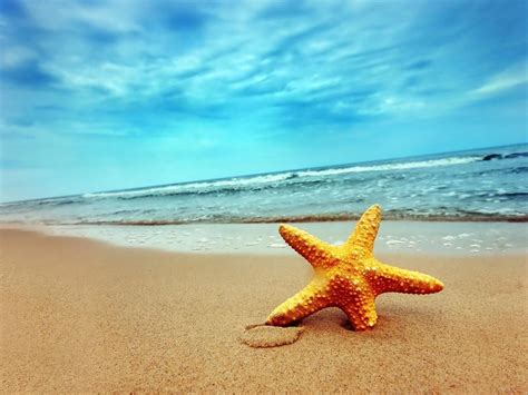 Starfish Wallpapers - Top Free Starfish Backgrounds - WallpaperAccess