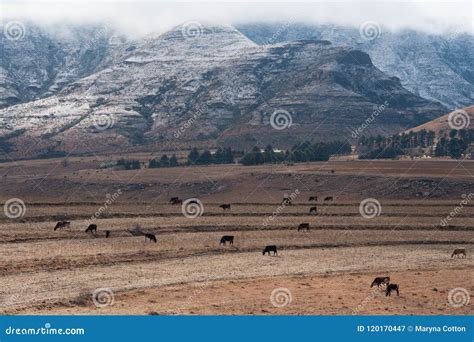 Winter Landscape South Africa with Snow Stock Image - Image of farm, south: 120170447