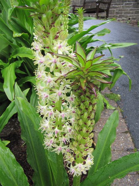 Eucomis Ventnor Botanical Gardens On The Isle Of Wight Leonora