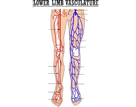 Lower Limb Vasculature Quiz