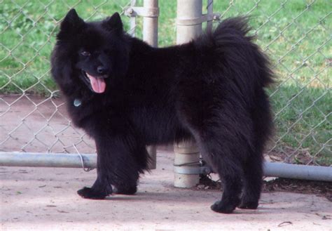 Swedish Lapphund Puppies For Sale