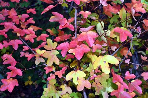 Hojas de colores otoñales del arce de montpellier acer monspessulanum